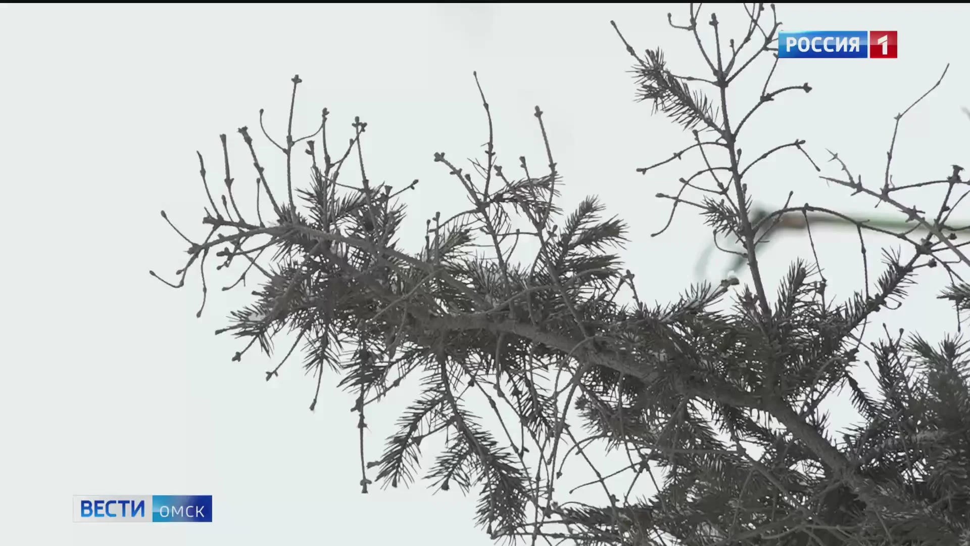 В Омске морозы задержатся ненадолго