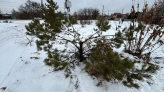 Омич разгромил ель во время прогулки с ребёнком