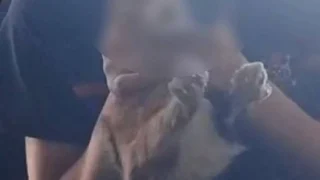 Двое школьников из Муромцево издевались над кошкой и выкладывали все в сеть