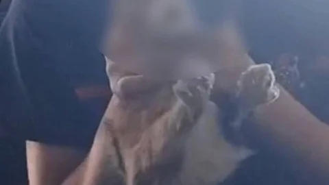 Двое школьников из Муромцево издевались над кошкой и выкладывали все в сеть