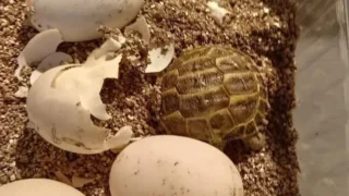 В Омском зоопарке появился черепаший младенец «собственного производства»