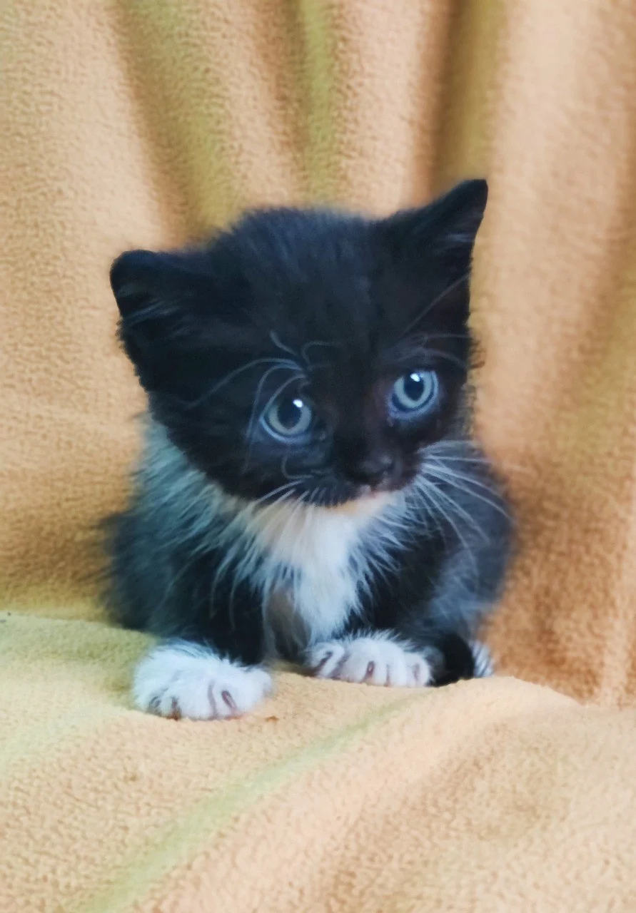 Мэр города предложил омичам необычный подарок для родных