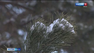 Первая неделя декабря для омичей станет последней тёплой в 2025 году