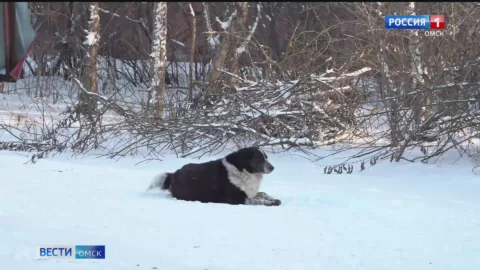 Омская полиция начала проверку по факту стрельбы в одном из микрорайонов Телевизионного завода