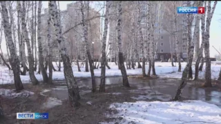 В Омске на улице Волгоградской может пострадать берёзовая роща