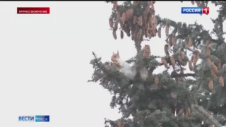 В Омской области из-за погодных аномалий на дачах могут погибнуть растения