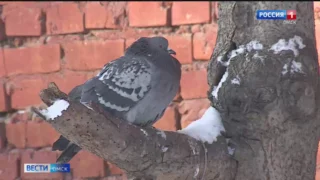 На Омскую область надвигаются затяжные снегопады