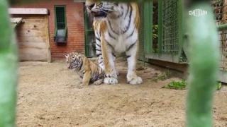 Два амурских тигренка родились в Московском зоопарке