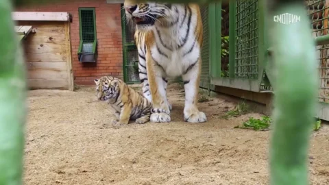 Два амурских тигренка родились в Московском зоопарке