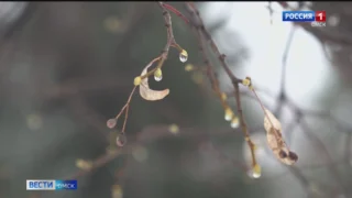 Первый день зимы Омск встретил плюсовой температурой и набухшими на деревьях почками