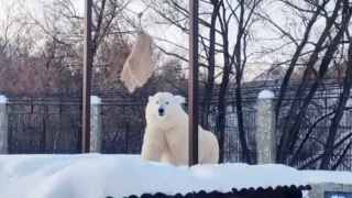 Морозам искренне радуется медведица Думка из Большереченского зоопарка