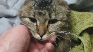 Омичка спасла кошку, примерзшую к крыше гаража