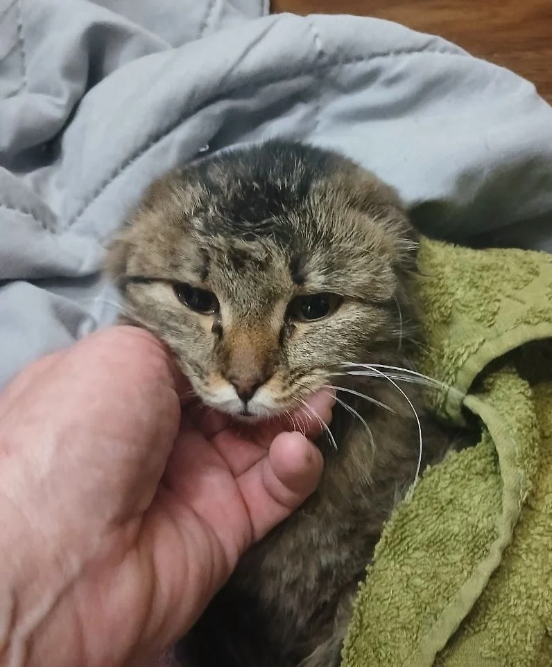 Омичка спасла кошку, примерзшую к крыше гаража