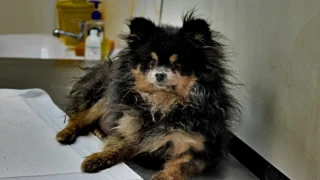 В Омске ищут дом для четырёх шпицев, брошенных семьёй