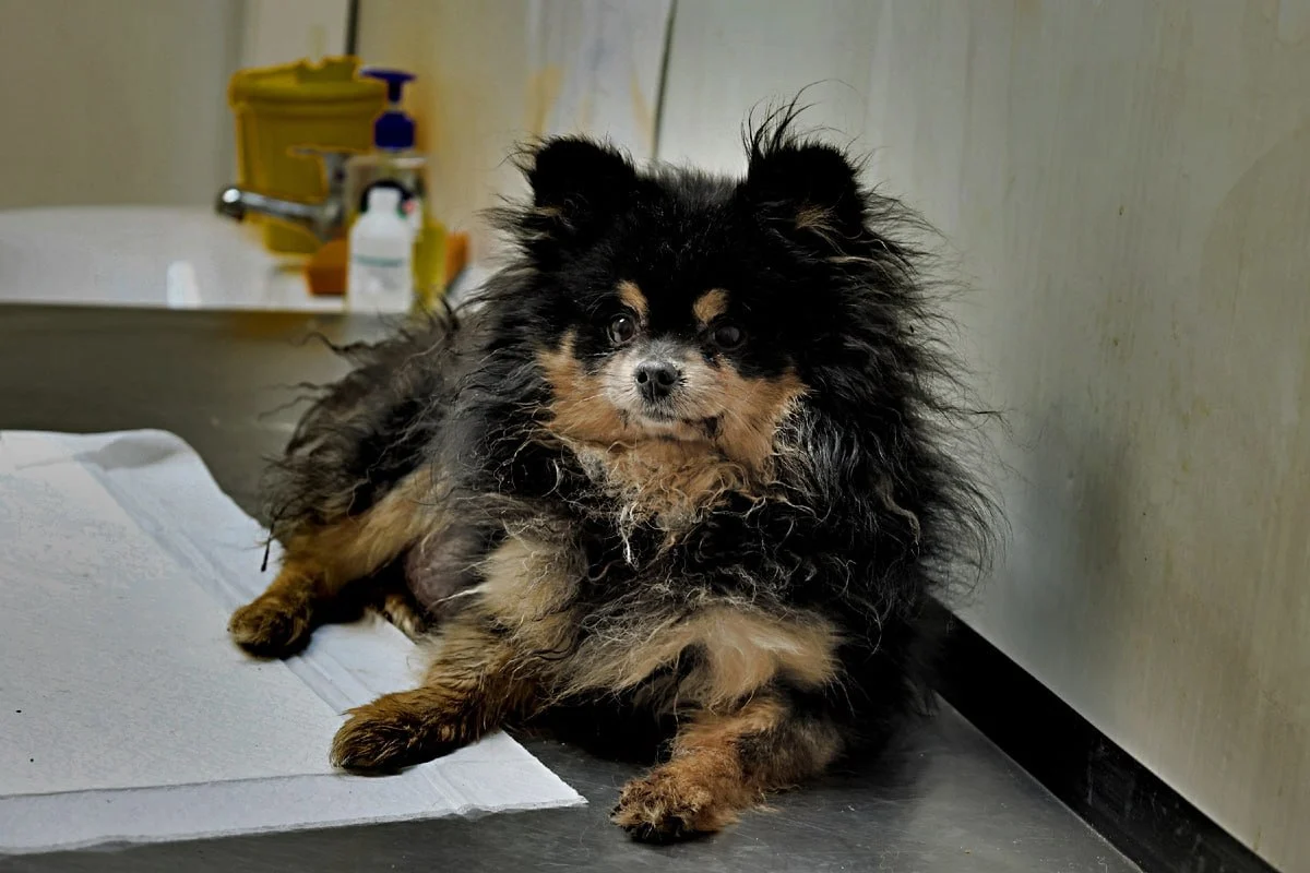 В Омске ищут дом для четырёх шпицев, брошенных семьёй