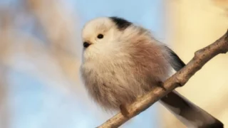 В Омском парке заметили птиц-«львят»