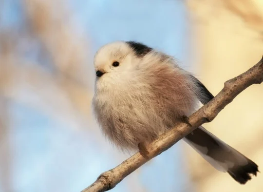 В Омском парке заметили птиц-«львят»