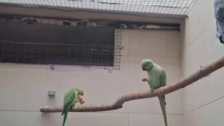 В омском зоопарке показали, как попугаи начинают своё утро