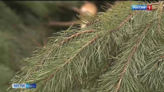 Омская область претендует на выход в финал Всероссийского конкурса «Ёлки России»