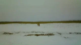 В Омской области раскрыли неожиданную особенность зимнего поведения лисиц