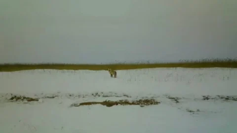В Омской области раскрыли неожиданную особенность зимнего поведения лисиц