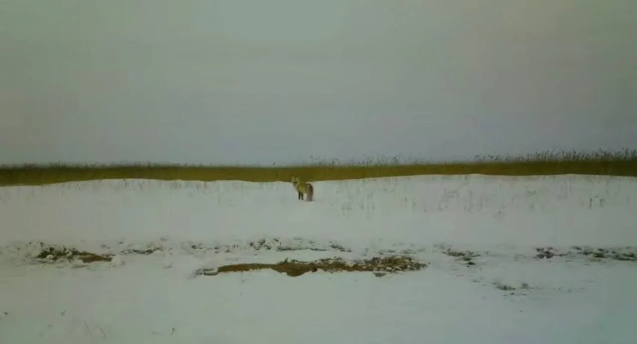В Омской области раскрыли неожиданную особенность зимнего поведения лисиц