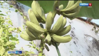 Урожай бананов готовятся собирать в омском детском экоцентре