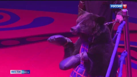 Нашествие медведей в Омском цирке