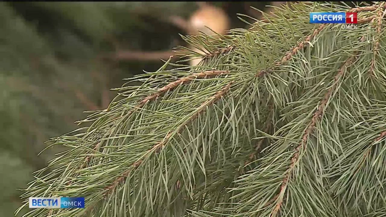 Что делать с елкой после праздников?