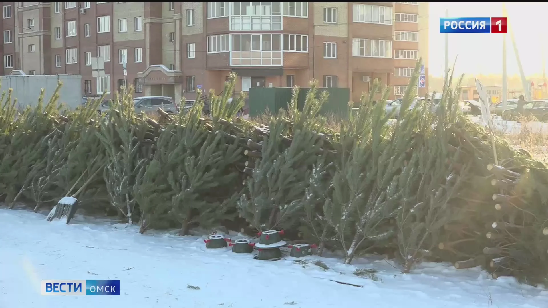 В Омске на Левобережье прошла посленовогодняя проверка точек продаж ёлок