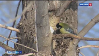 Какие виды птиц можно заметить во время зимних прогулок в Омске?