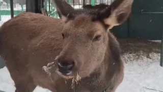 В Омском зоопарке опубликовали видео косуль с характером