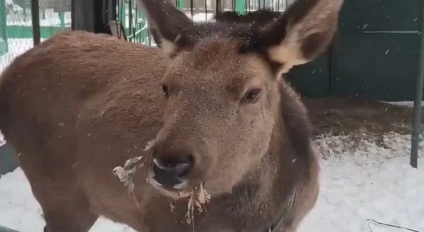 В Омском зоопарке опубликовали видео косуль с характером