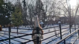 В Омске сегодня весеннее настроение