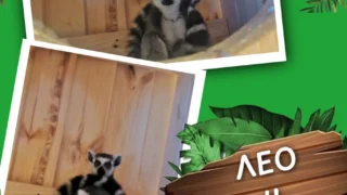 В Большереченском зоопарке рассказали, как назвали новых жителей