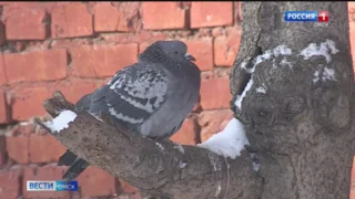 В Омскую область пришло потепление