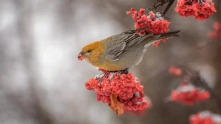 В Омске в Дендросад имени Г.И. Гензе прилетели «финские попугаи»