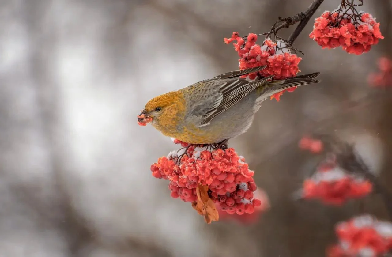 В Омске в Дендросад имени Г.И. Гензе прилетели «финские попугаи»