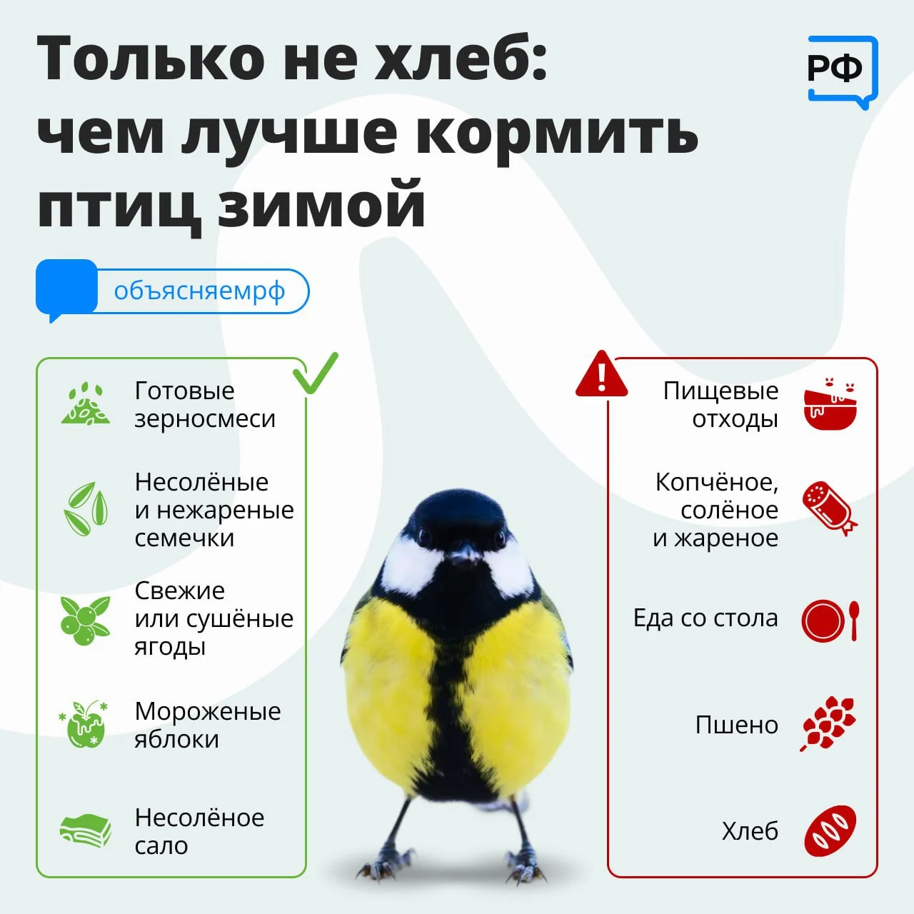 Помогите птицам пережить холод