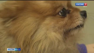 Омские волонтеры спасли сразу четырех миниатюрных собак породы шпиц