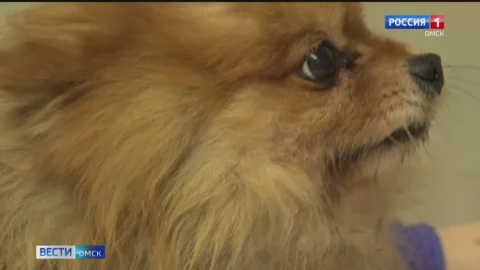 Омские волонтеры спасли сразу четырех миниатюрных собак породы шпиц