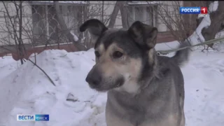 Омичка обнаружила замерзающую на морозе собаку