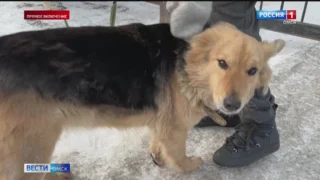 Жительница Омска спасла замерзающую на морозе собаку
