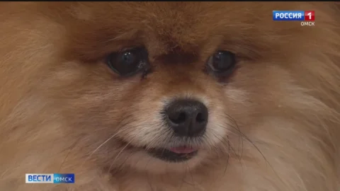 Желающих взять брошенных шпицев приюта домой становится всё больше