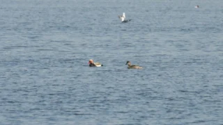 Сегодня отмечается День заповедников и национальных парков