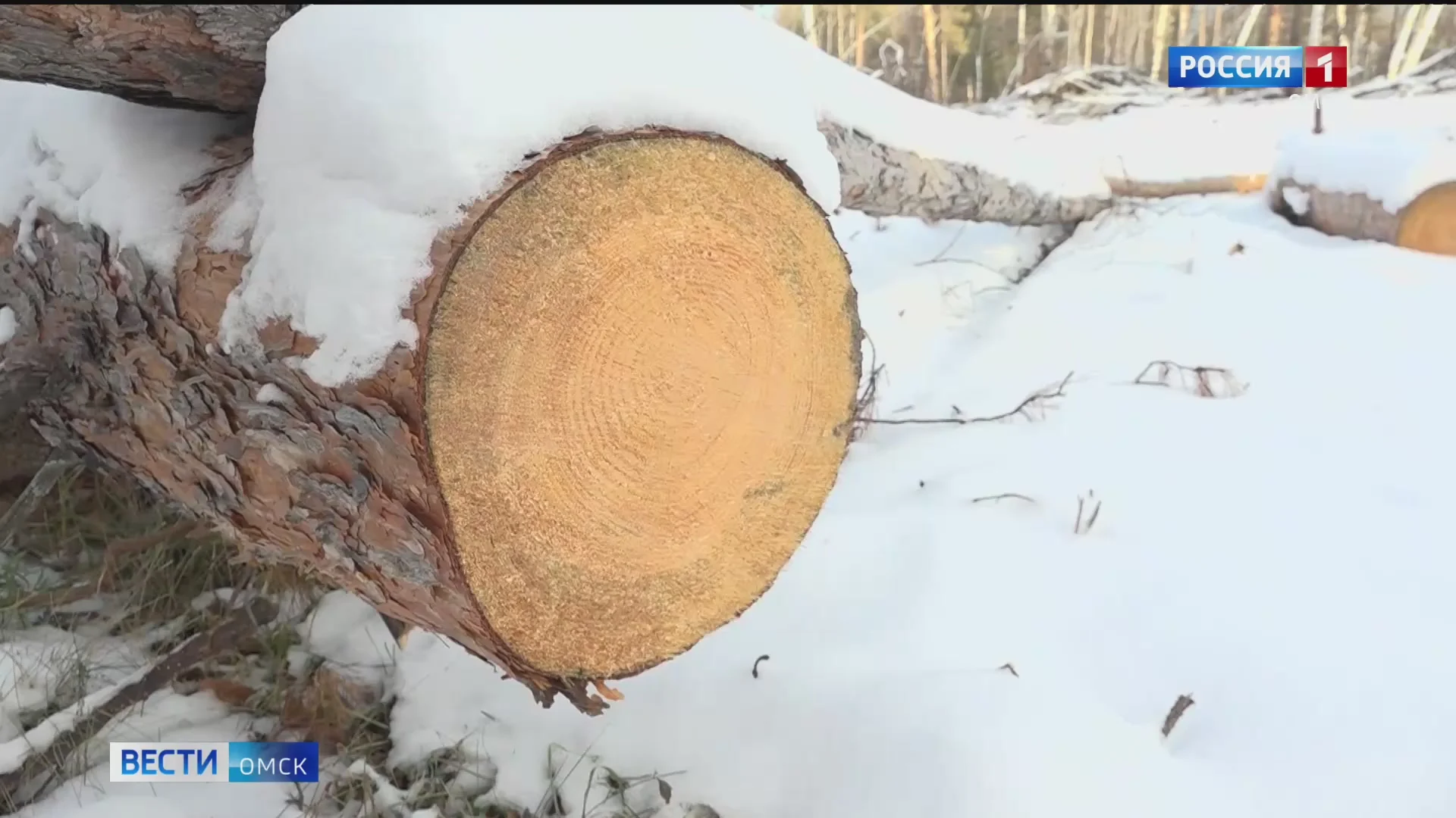 229 случаев незаконной рубки леса выявили в Омской области в минувшем году