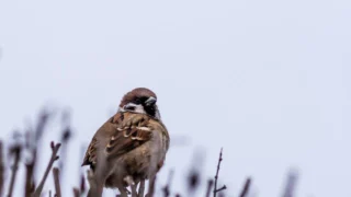 Всероссийская перепись воробьёв пройдёт с 7 по 15 февраля