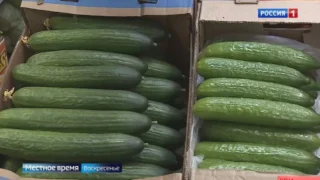 У россиян появился новый деликатес — свежие огурцы