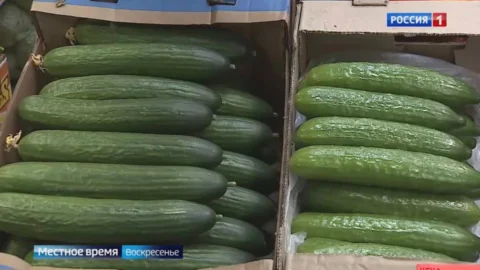 У россиян появился новый деликатес — свежие огурцы