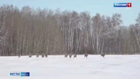 В заказниках Омской области завершается контрольный пересчет животных